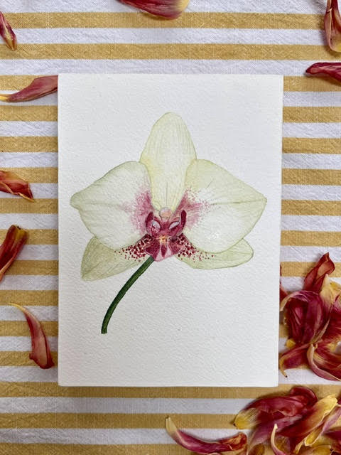 3 Week Botanical Watercolor Course  August 4, 11, 18 @ 5-7pm
