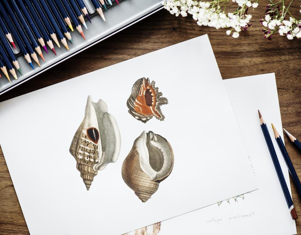 8.28.26  Color Pencil: Sea Shells   August 28 @ 9:30am - 12:30pm