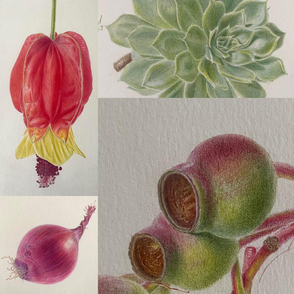 10.9.26  Colored Pencil: Botanical Oddities   October 9 @ 9:30am - 12:30pm