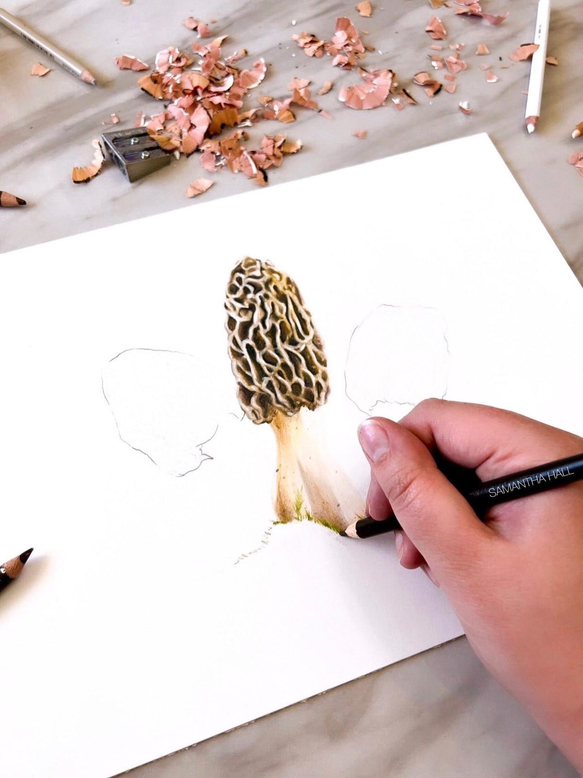 9.18.26  Colored Pencil Mushrooms: Drawing Texture & Detail   September 18 @ 9:30am-12:30pm