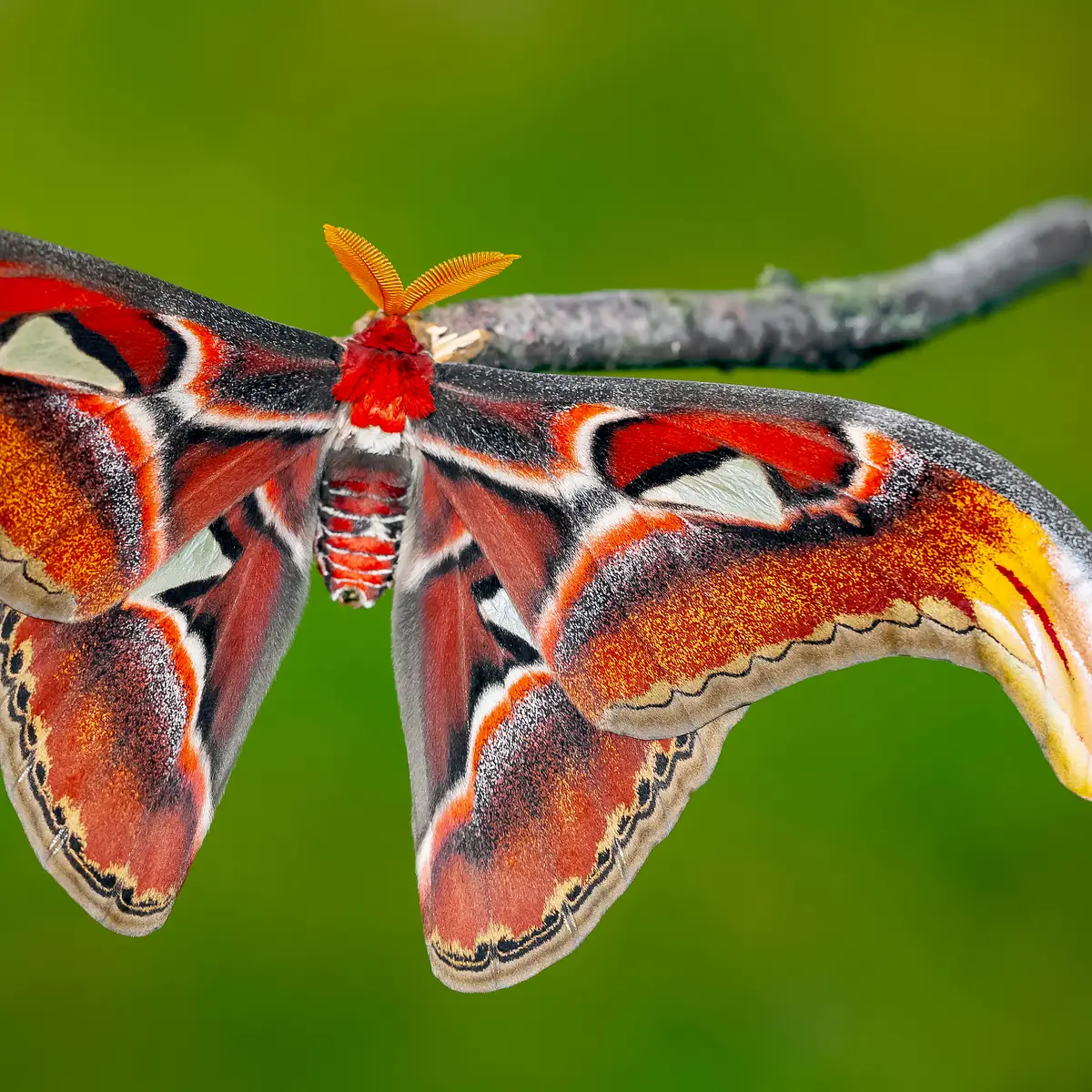 10.26.26  Gouache on Black: The Atlas Moth: Symmetry, Pattern & Negative Space   October 26 @ 5pm-8pm