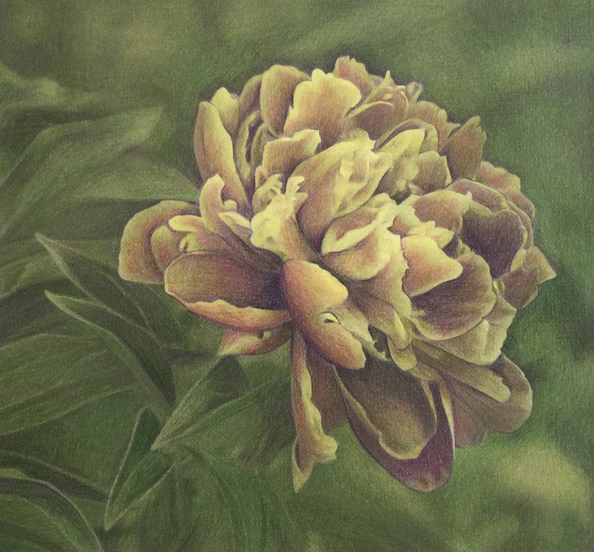 5.18.26 Moody Botanicals in Colored Pencil May 18 @ 5-8pm