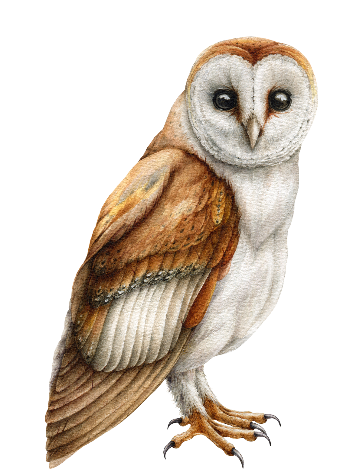Watercolor: Owl