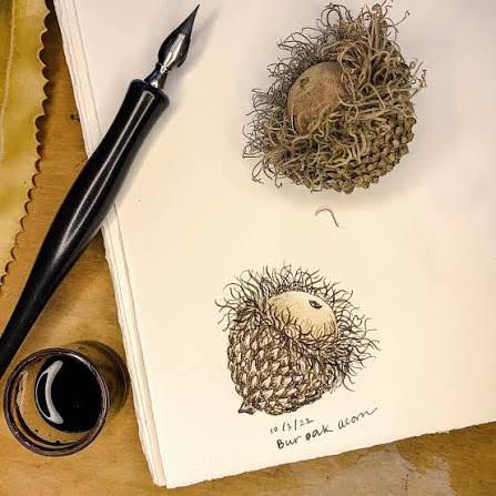 Walnut Ink: Seed Pods