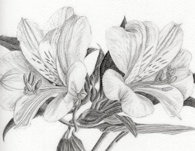 Graphite and Flowers