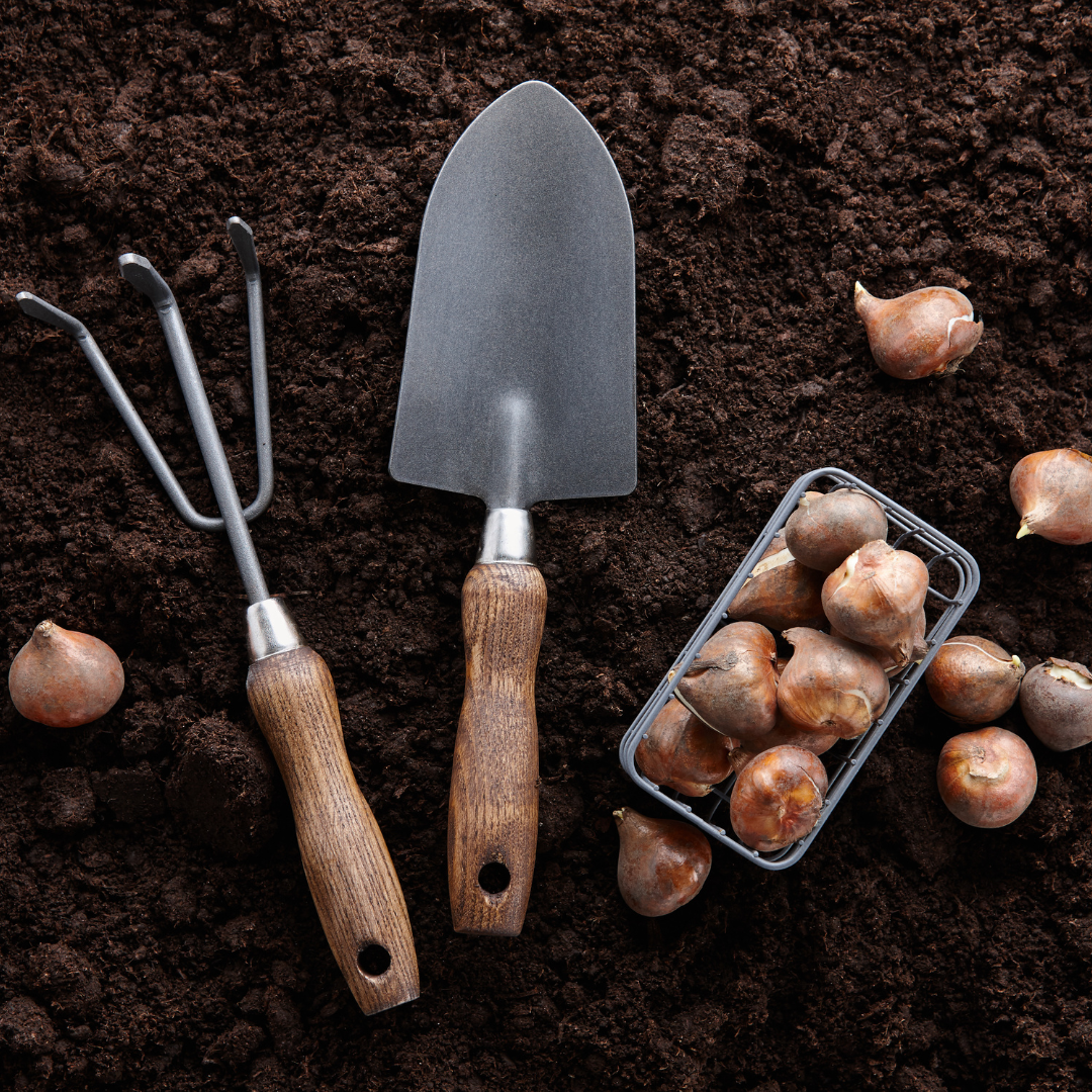 10.18.26 Fall Planting Cut Flower Bulbs for Spring Abundance October 1 ...